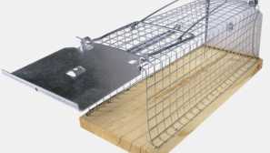 Jak chytit krysu doma